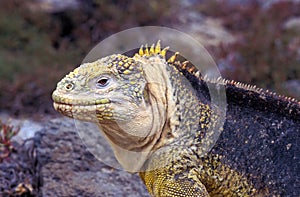 galapagos land iguana, conolophus