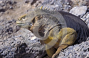 galapagos land iguana, conolophus