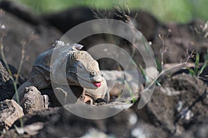 Galapagos Land Iguana conolophus pallidus on Santa Fe Island, Galapagos Islands, Ecuador