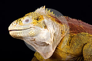 Galapagos land iguana Conolophus subcristatus