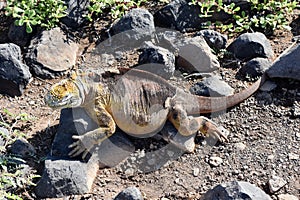 Galapagos land iguana Conolophus subcristatus