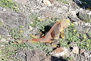 Galapagos land iguana Conolophus subcristatus