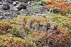 Galapagos land iguana Conolophus subcristatus