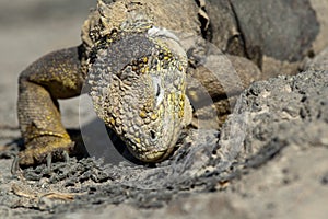 Galapagos land Iguana, Conolophus subcristatus