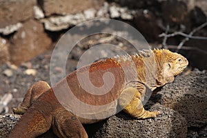 Galapagos land iguana ( Conolophus subcristatus ) photo