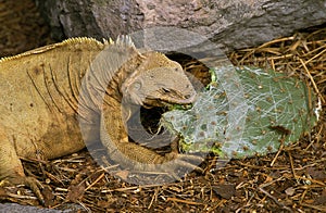 Galapagos Land Iguana, conolophus subcristatus, Adult eating Prickly Pear Cactus, Galapagos Islands