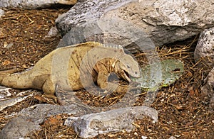 Galapagos Land Iguana, conolophus subcristatus, Adult Eating Prickly Pear Fruit, Galapagos Islands