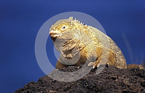 GALAPAGOS LAND IGUANA conolophus subcristatus, ADULT ON ROCK