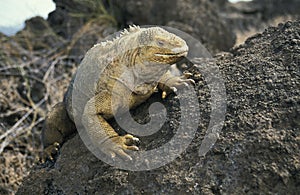 GALAPAGOS LAND IGUANA conolophus subcristatus, ADULT ON ROCK