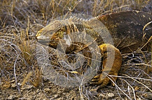 Galapagos Land Iguana, conolophus subcristatus, Adult standing on Dry Grass, Galapagos Islands