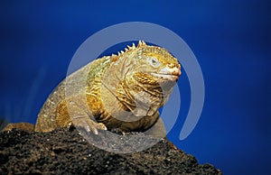 Galapagos Land Iguana, conolophus subcristatus, Adult standing on Rock against Blue Sky, Galapagos Islands