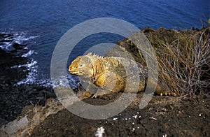 Galapagos Land Iguana, conolophus subcristatus, Adult standing on Rock, Galapagos Islands