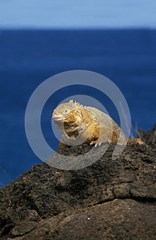 Galapagos Land Iguana, conolophus subcristatus, Adult standing on Rocks, Galapagos Islands