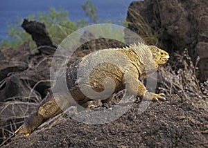 Galapagos Land Iguana, conolophus subcristatus, Galapagos Islands