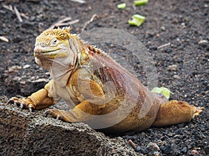 Galapagos land iguana, Conolophus subcristatus, in Galapagos Islands, Ecuador