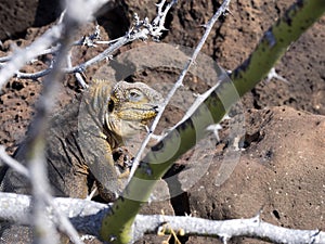 Galapagos Land Iguana, Conolophus subcristatus, is hidden in lava stones, Baltra Island, Galapagos