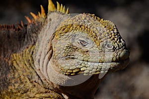 Galapagos Land Iguana (Conolophus subcristatus) photo