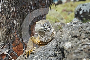 Galapagos land iguana Conolophus subcristatus. in its natural habitat