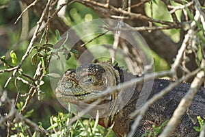 Galapagos land iguana, Conolophus subcristatus. in its natural habitat.