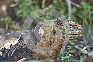 Galapagos land iguana, Conolophus subcristatus. in its natural habitat.