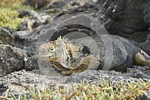 Galapagos land iguana, Conolophus subcristatus. in its natural habitat.