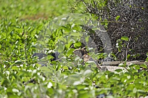 Galapagos land iguana, Conolophus subcristatus. in its natural habitat.