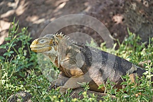 Galapagos land iguana, Conolophus subcristatus. in its natural habitat on Galapagos Islands.