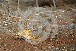 Galapagos land iguana Conolophus subcristatus, North Seymour Island, Galapagos Islands