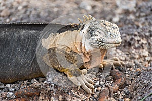 A Galapagos Land Iguana Conolophus Subcristatus on South Plaza, Galapagos Islands, Ecuador, South America