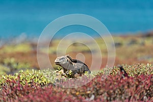 A Galapagos Land Iguana Conolophus Subcristatus on South Plaza, Galapagos Islands, Ecuador, South America