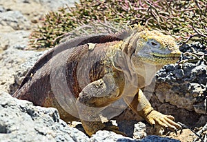 Galapagos Land Iguana ( Conolophus subcristatus ), photo