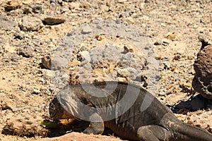 Galapagos land iguana eating cactus