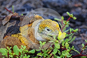 Galapagos land iguana eating flowers on South Plaza Island, Galapagos National Park, Ecuador