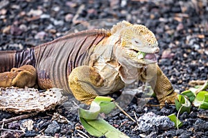 Galapagos land iguana eating photo