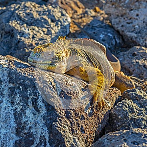Galapagos Land Iguana, Ecuador photo