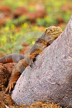 Galapagos Land Iguana lying on a tree trunk on North Seymour isl photo