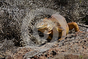 Galapagos Land iguana in North Seymour