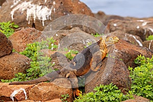 Galapagos Land Iguana on North Seymour island, Galapagos National Park, Ecuador