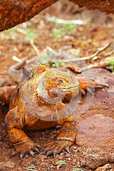 Galapagos Land Iguana on North Seymour island, Galapagos National Park, Ecuador