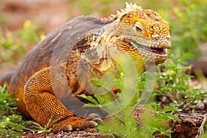 Galapagos Land Iguana on North Seymour island, Galapagos National Park, Ecuador