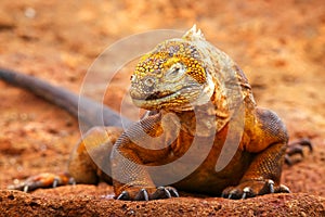 Galapagos Land Iguana on North Seymour island, Galapagos National Park, Ecuador