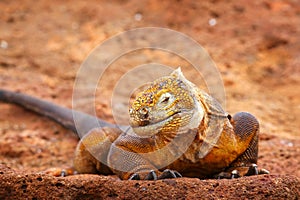 Galapagos Land Iguana on North Seymour island, Galapagos National Park, Ecuador