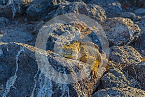 Galapagos Land Iguana Panorama, Ecuador