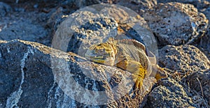 Galapagos Land Iguana Panorama, Ecuador photo