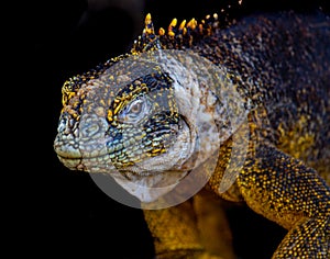 Galapagos Land Iguana Portrait