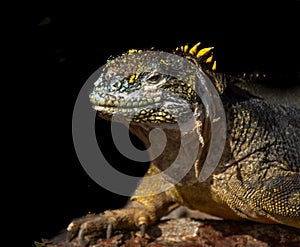 Galapagos Land Iguana Portrait
