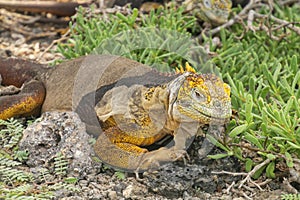 Galapagos land iguana on South Plaza Island, Galapagos National Park, Ecuador