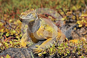 Galapagos land iguana on South Plaza Island, Galapagos National Park, Ecuador