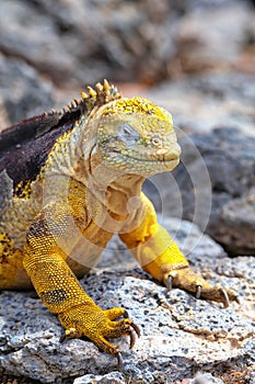 Galapagos land iguana on South Plaza Island, Galapagos National Park, Ecuador