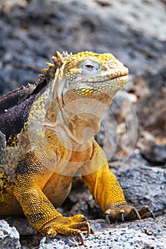 Galapagos land iguana on South Plaza Island, Galapagos National Park, Ecuador